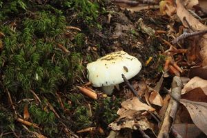 Holubinka sluneční - Russula solaris Ferd. & Winge 1924