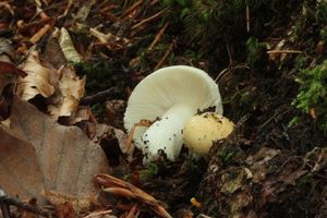 Holubinka sluneční - Russula solaris Ferd. & Winge 1924