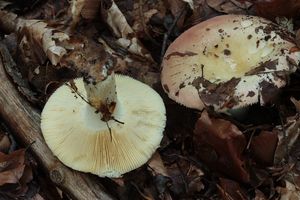 Holubinka krátkonohá - Russula curtipes F.H. Møller & Jul. Schäff. 1935