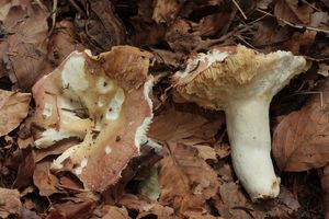 Holubinka krátkonohá - Russula curtipes F.H. Møller & Jul. Schäff. 1935