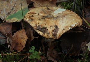 Čirůvka hořká - Tricholoma acerbum (Bull.) Vent.