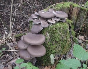 Hlíva ústřičná - Pleurotus ostreatus (Jacq.) P. Kumm. 1871