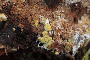 Masenka poduškovitá - Trichoderma pulvinatum (Fuckel) Jaklitsch & Voglmayr 2014
