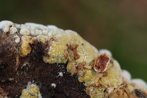 Masenka poduškovitá - Trichoderma pulvinatum (Fuckel) Jaklitsch & Voglmayr 2014