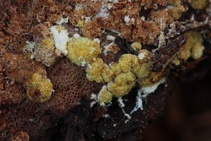 Masenka poduškovitá - Trichoderma pulvinatum (Fuckel) Jaklitsch & Voglmayr 2014