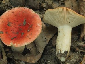 Holubinka citlivá - Russula luteotacta Rea 1922