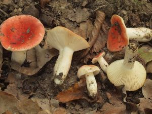 Holubinka citlivá - Russula luteotacta Rea 1922