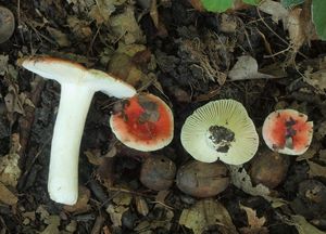 Holubinka citlivá - Russula luteotacta Rea 1922