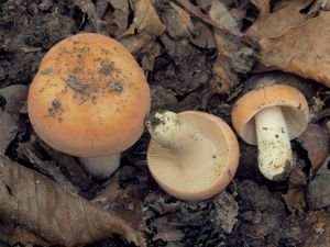 Holubinka měnlivá - Russula risigallina (Batch) Sacc. 1915