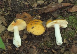 Holubinka měnlivá - Russula risigallina (Batch) Sacc. 1915