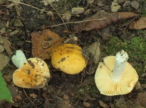 Holubinka měnlivá - Russula risigallina (Batch) Sacc. 1915