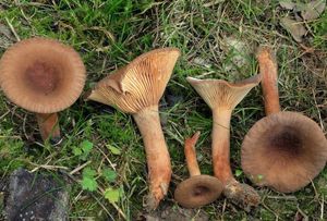 Ryzec syrovátkový - Lactarius serifluus