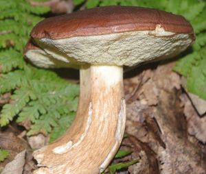 Hřib hnědý - Imleria badia (Fr.) Vizzini