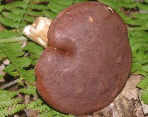Hřib hnědý - Imleria badia (Fr.) Vizzini