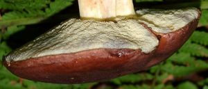 Hřib hnědý - Imleria badia (Fr.) Vizzini