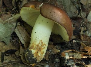 Holubinka habrová - Russula carpini R. Girard & Heinem. (1956)