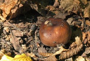 Holubinka habrová - Russula carpini R.Girard et Heinem.