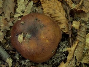 Holubinka habrová - Russula carpini R.Girard et Heinem.