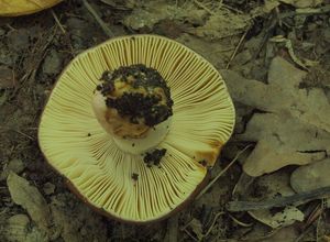 Holubinka habrová - Russula carpini R.Girard et Heinem.