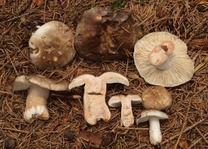 Holubinka hustolupenná - Russula densifolia Gillet