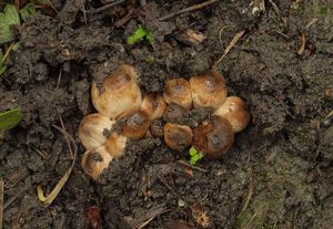 Hnojník Romagnesiho - Coprinopsis romagnesiana (Singer) Redhead, Vilgalys et Monclavo