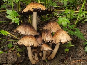 Hnojník Romagnesiho - Coprinopsis romagnesiana (Singer) Redhead, Vilgalys et Monclavo