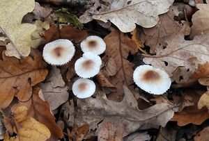 Helmovka zefírová - Mycena zephirus (Fr.) P. Kumm. 1871