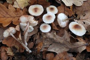 Helmovka zefírová - Mycena zephirus (Fr.) P. Kumm. 1871