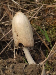 Hnojník Stanglův - Coprinopsis stangliana (Enderle, Bender & Gröger) Redhead, Vilgalys & Mon