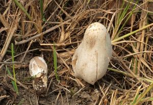 Hnojník Stanglův - Coprinopsis stangliana (Enderle, Bender & Gröger) Redhead, Vilgalys & Mon