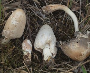 Hnojník Stanglův - Coprinopsis stangliana (Enderle, Bender & Gröger) Redhead, Vilgalys & Mon 