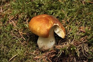 Čirůvka příbuzná - Tricholoma arvernense Bon.