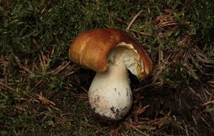 Čirůvka příbuzná - Tricholoma arvernense Bon.