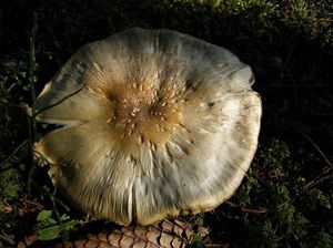 Čirůvka příbuzná - Tricholoma arvernense Bon.