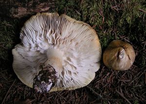 Čirůvka příbuzná - Tricholoma arvernense Bon.