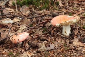 Holubinka jitřenková - Russula aurora Krombh. 1836