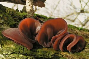 Boltcovitka ucho Jidášovo - Auricularia auricula-judae (Bull.) Quél. 1886