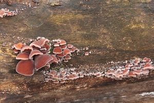 Boltcovitka ucho Jidášovo - Auricularia auricula-judae (Bull.) Quél. 1886