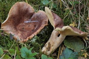 Ryzec odporný - Lactarius hysginus (Fr.:Fr.) Fr.