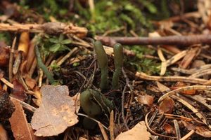 Pazoubek šedozelený - Microglossum griseoviride V.Kučera, Lizoň, M.Tomšovský  (2014) 