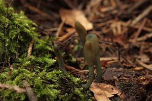 Pazoubek šedozelený - Microglossum griseoviride V. Kučera, Lizoň & Tomšovský 2014