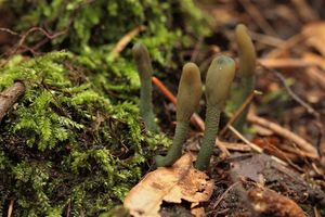 Pazoubek šedozelený - Microglossum griseoviride V.Kučera, Lizoň, M.Tomšovský  (2014) 