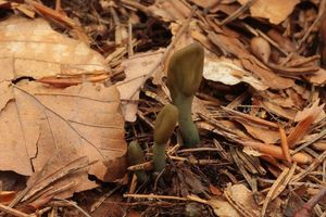 Pazoubek šedozelený - Microglossum griseoviride V. Kučera, Lizoň & Tomšovský 2014