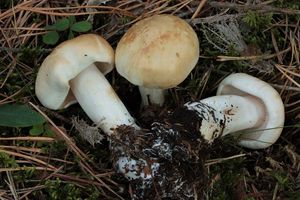 Čirůvka běložlutavá - Tricholoma stiparophyllum (S. Lundell) P. Kar