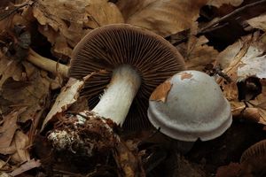 Pavučinec bělofialový - Cortinarius alboviolaceus (Pers.) Fr. 1838