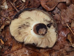 Holubinka uhlová  - Russula anthracina Romagn. 1962