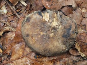 Holubinka uhlová  - Russula anthracina Romagn. 1962