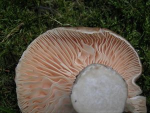 Holubinka uhlová  - Russula anthracina Romagn.