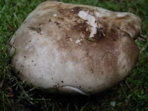 Holubinka uhlová  - Russula anthracina Romagn.