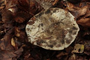 Holubinka uhlová  - Russula anthracina Romagn.